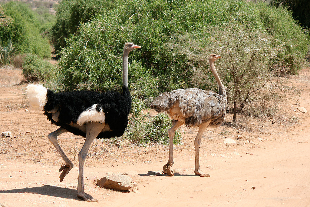 Somali ostrich walking with its chick in Samburu National Reserve, Kenya