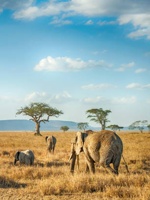 Serengeti Big Five adventure