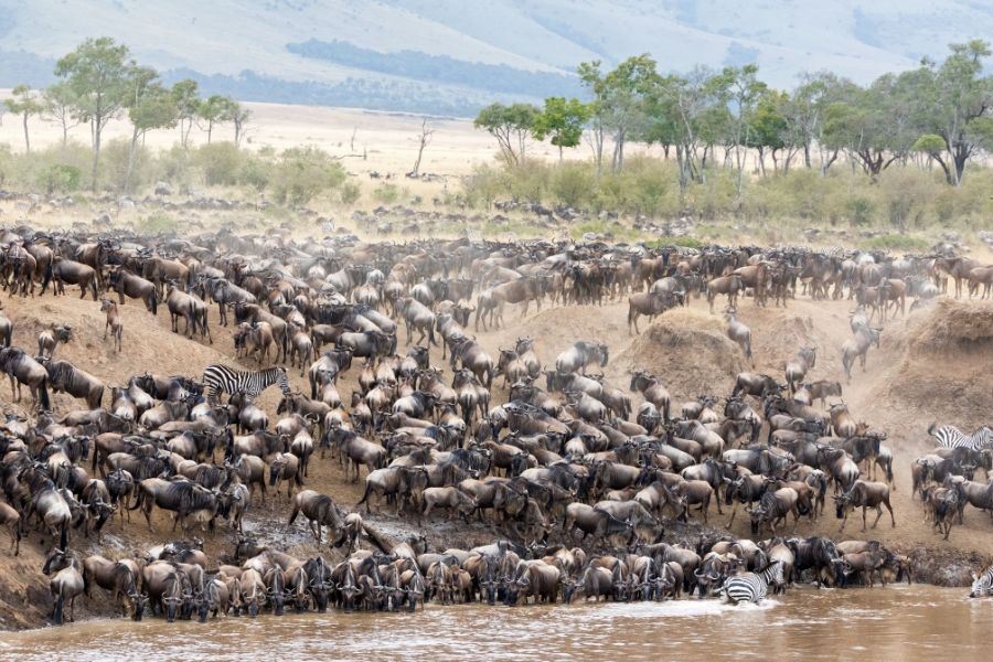 experience great migration at serengeti - Tanzania safari