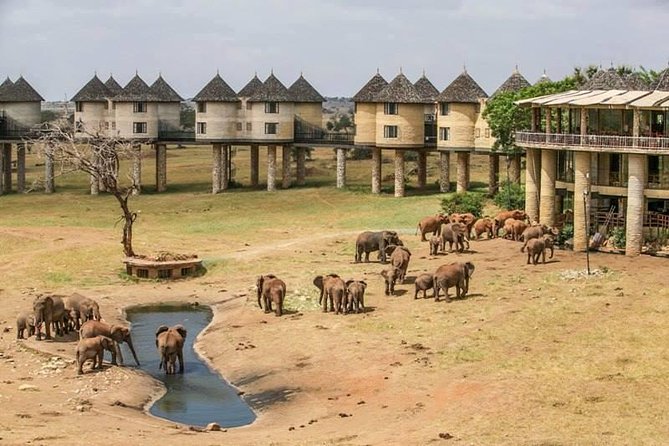Aerial view of elephants at Salt Lick waterhole