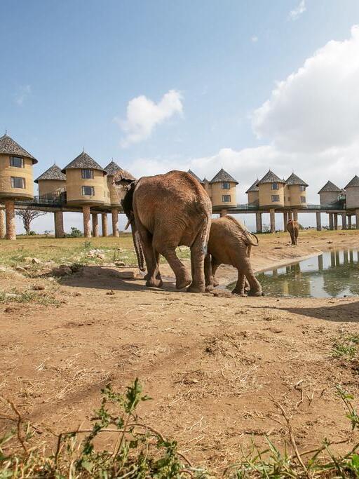 Perfect view of the elephants at the Salt Lick Lodge