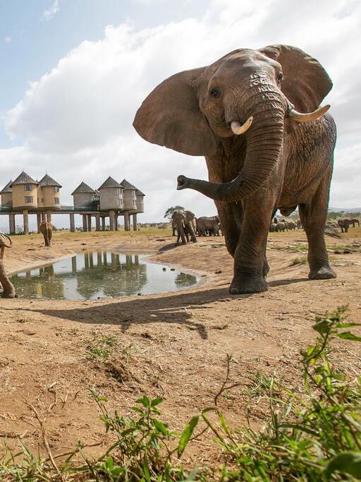 Taita Hill Salt Lick elephants at water point