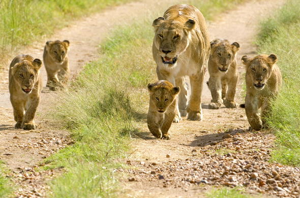 Lioness and its cubs at Taita Hills