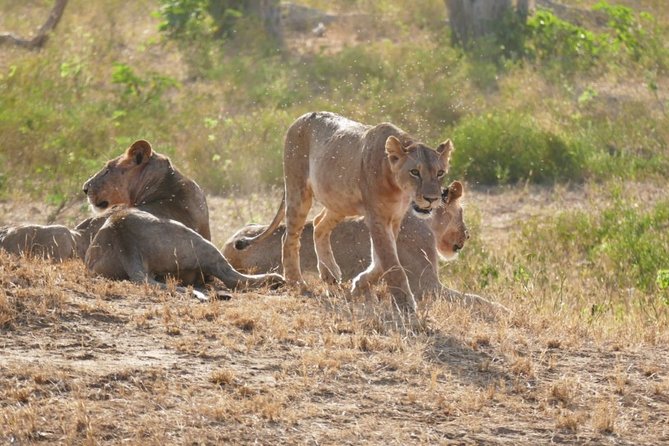 Taita Hill lions - Perfect photo