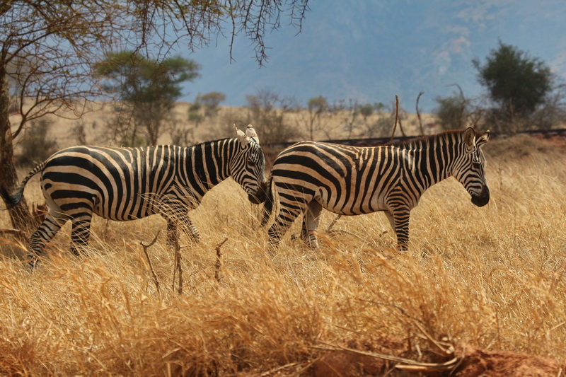 Zebras grazing peacefully at Taita Hills