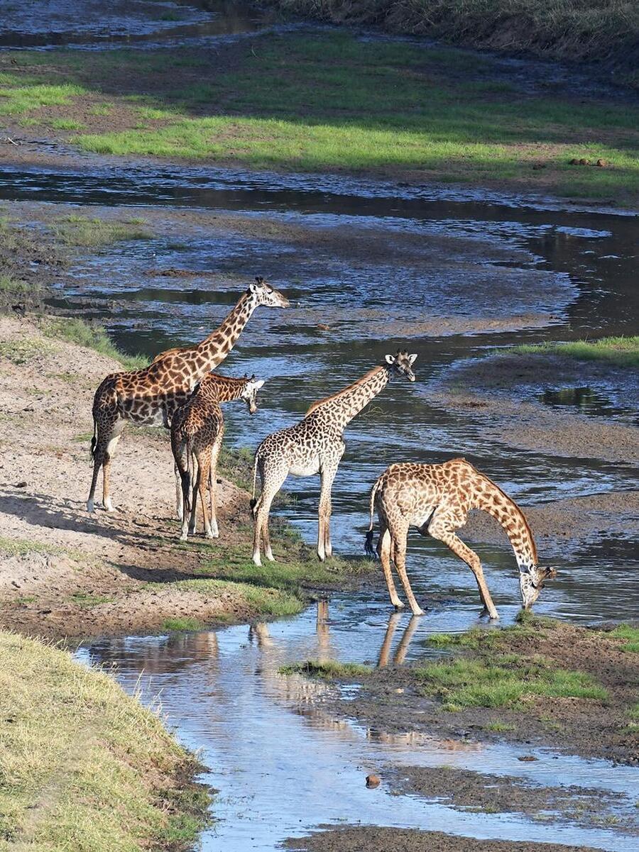 Tarangire giraffes