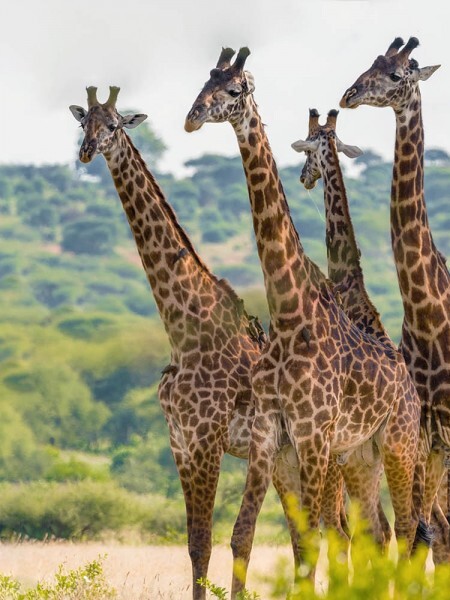 Tarangire giraffes grazing