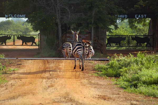 Tsavo East zebras at the park entrance