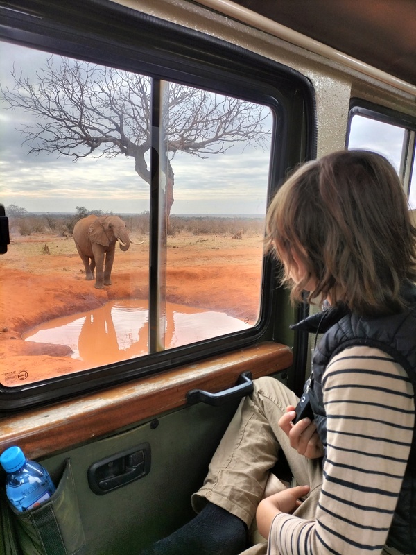 Enjoy game drive view of Tsavo elephants