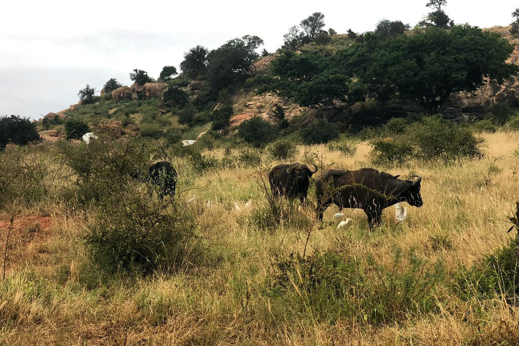 Buffalos at Tsavo East — 4-day Kenya safari from Mombasa