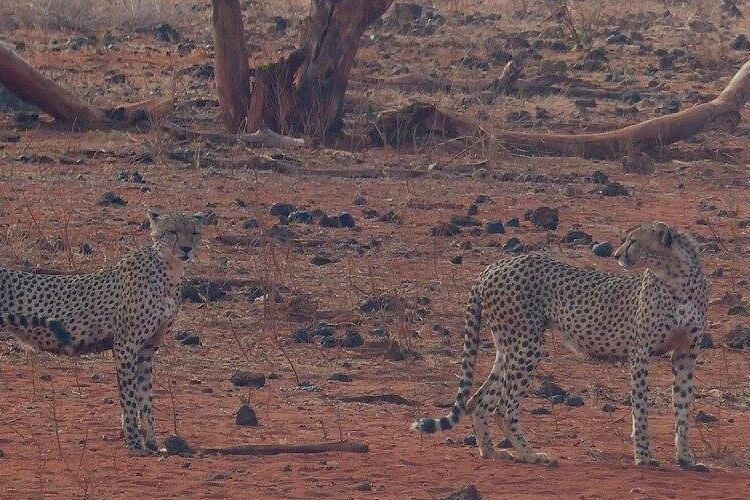 Tsavo East cheetahs hunting during game drive