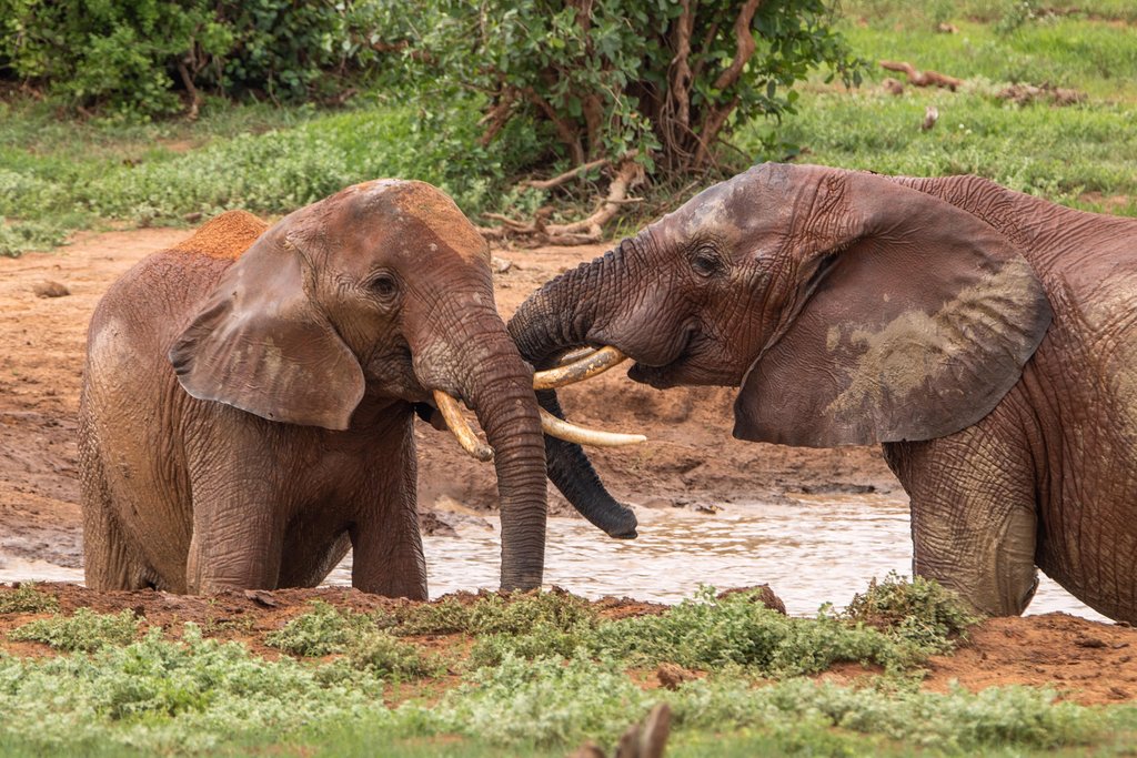 Tsavo East red elephants playing on mud - perfect photo