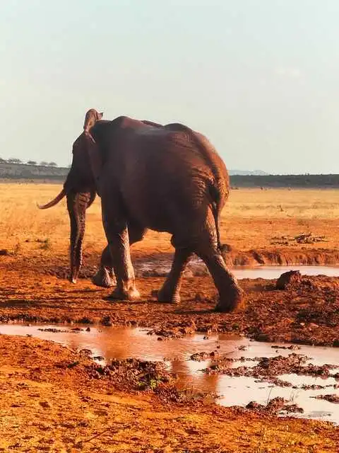 Kenya big elephant at Tsavo East