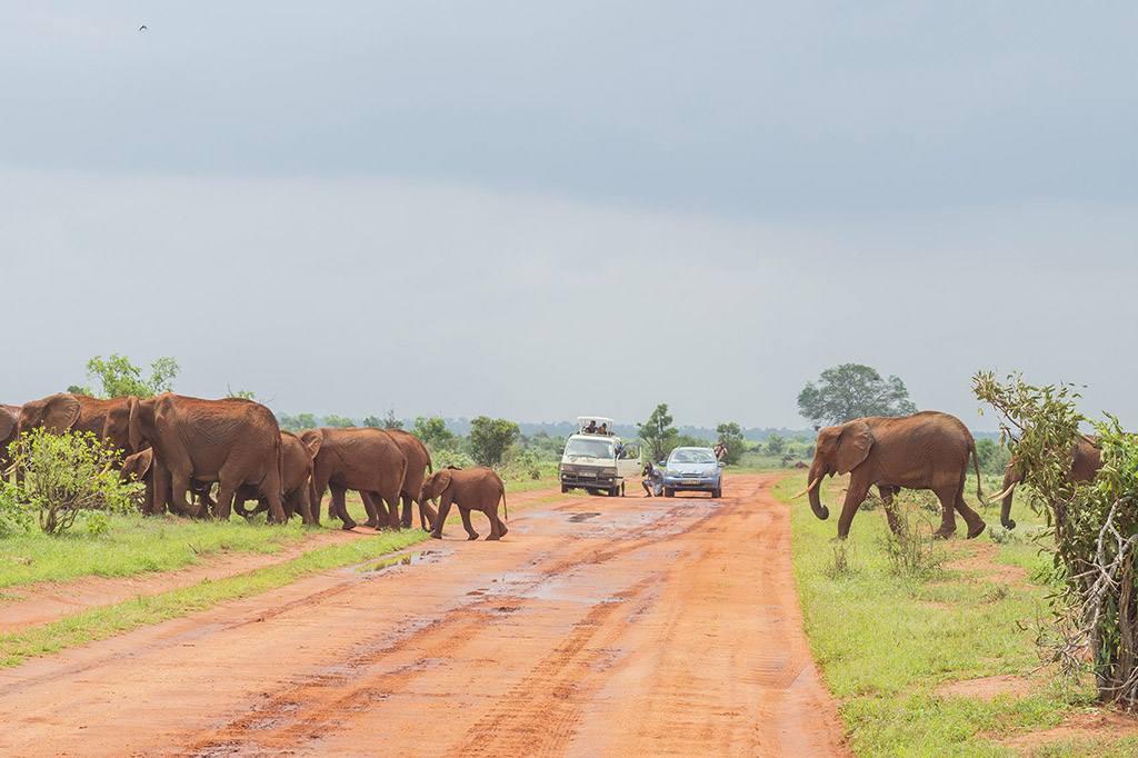 Tsavo East red elephants