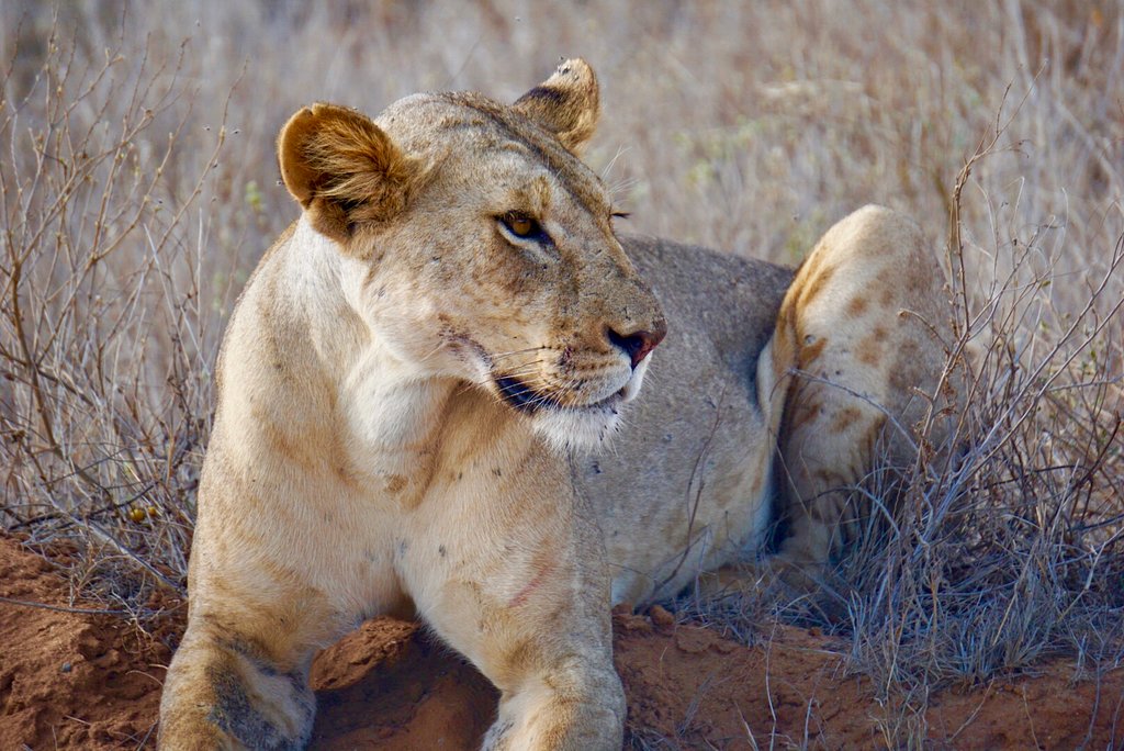 Tsavo east lion - perfect wildlife photoshoot