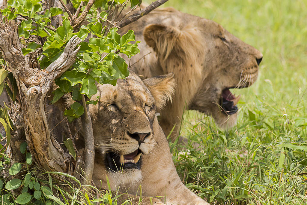 Tsavo lions - Big Five Kenya safari