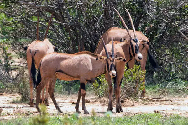 Oryx at Tsavo East — rare safari photograph