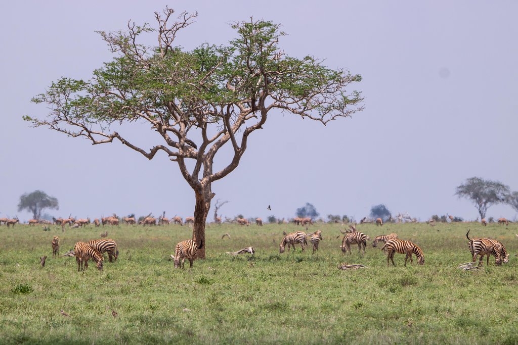 Tsavo east zebras - Kenya game drive safari