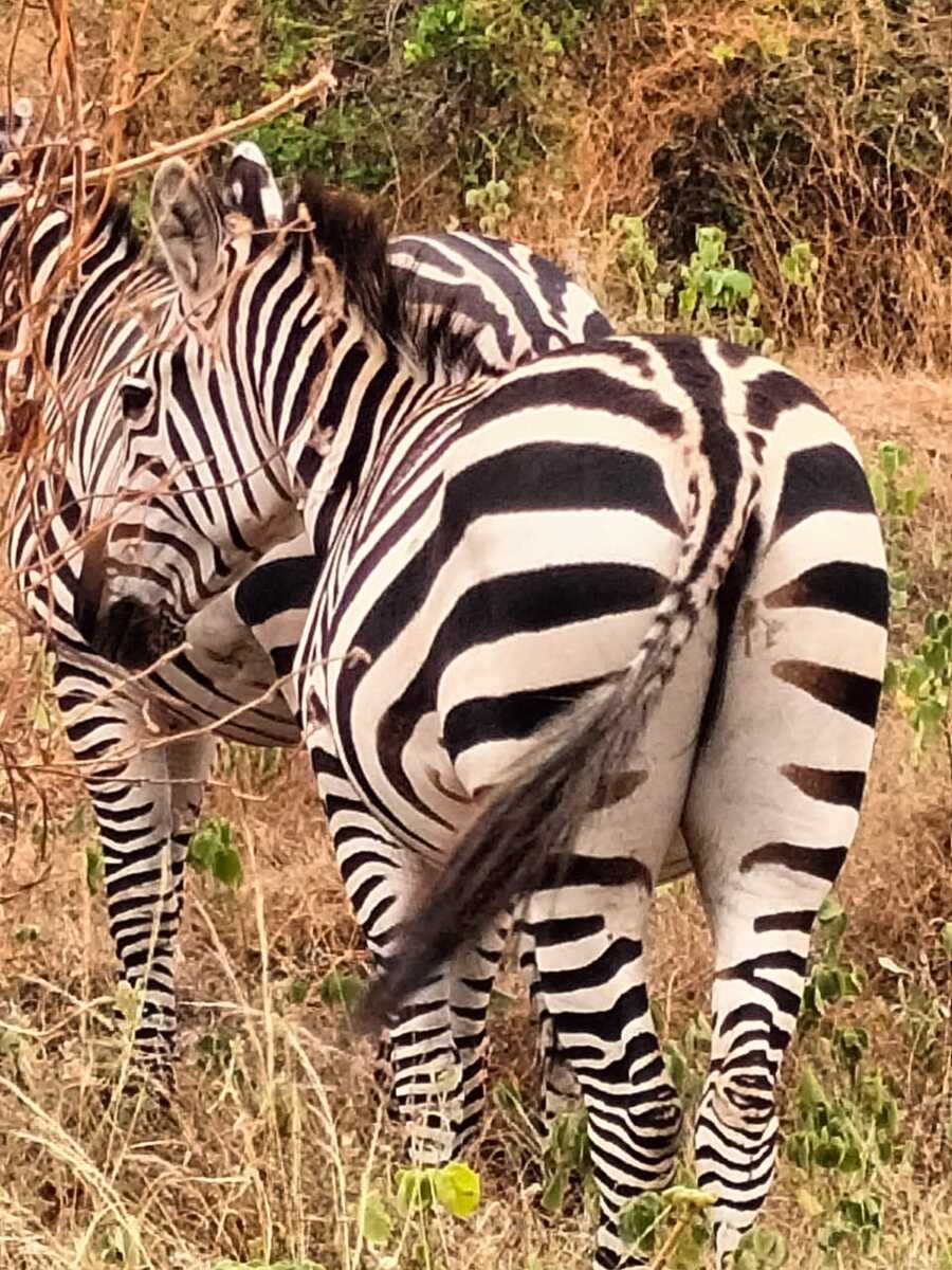 Tsavo East zebra during 13 day Masai Mara safari