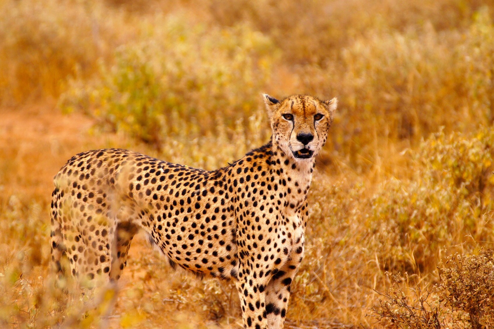 Tsavo west cheetah
