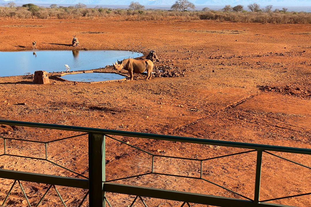 Rhinos at Tsavo West National Park — Big Five safari moment