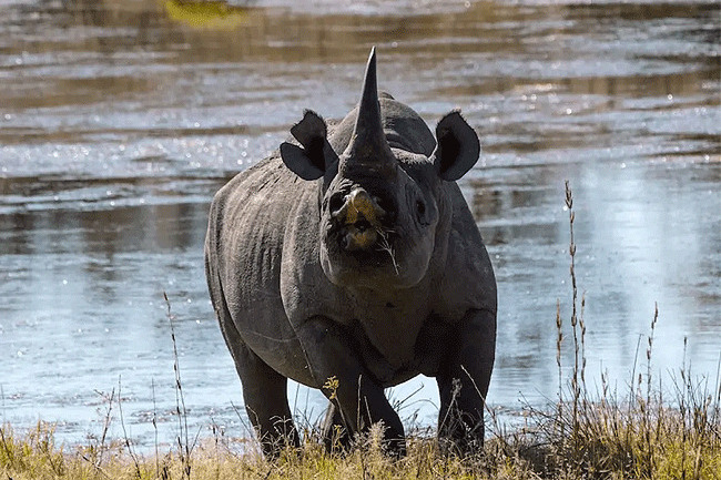 Rhino spotting in Tsavo West National Park