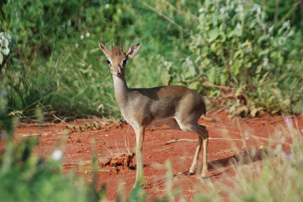 Wildlife adventure at Tsavo — Kenya safari highlights