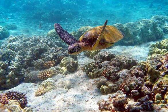 Watamu seaturtle and beautiful coral gardens