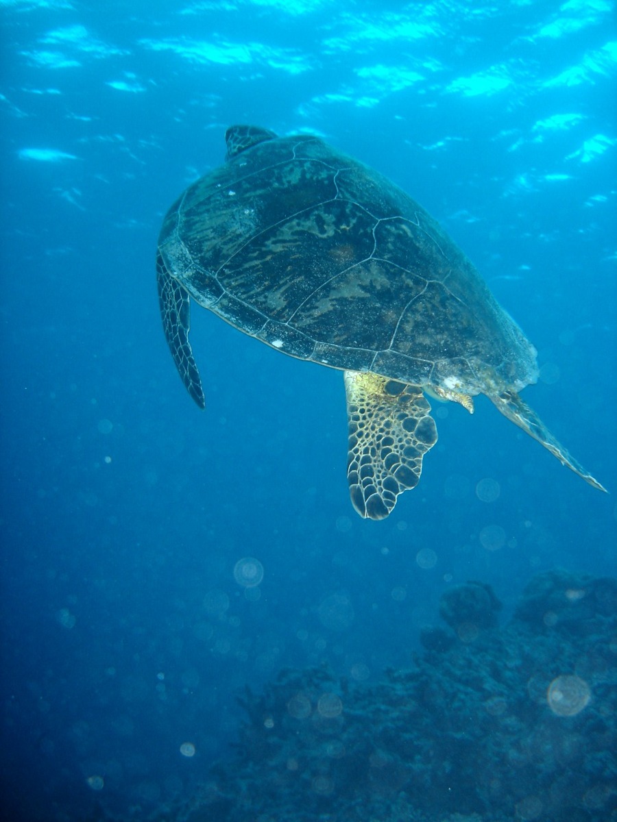Watamu seaturtle