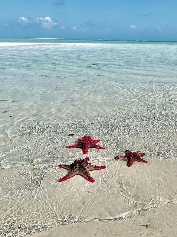 Watamu starfish at the shore