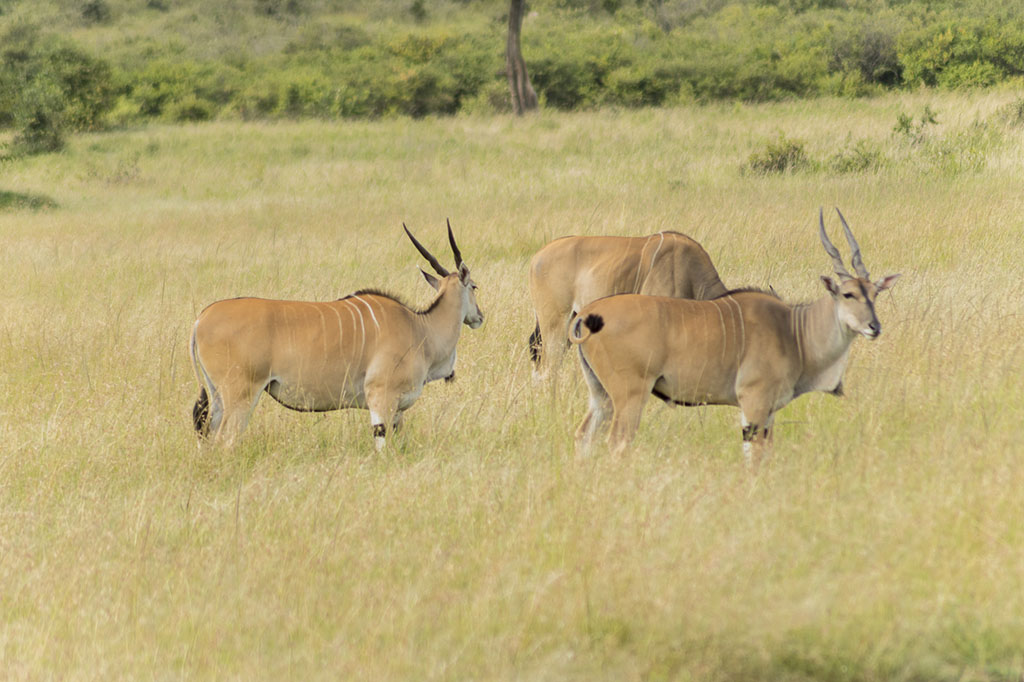 Kenya wildlife safari adventure